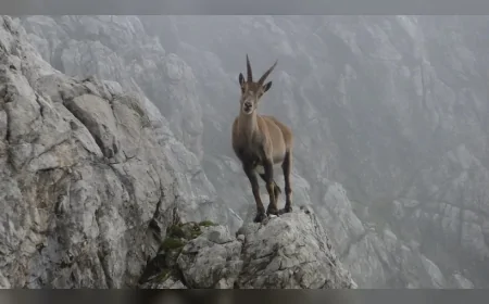 Oğlak Burçlarını 14 Mayıs’ta Kritik Bir Eğitim Kararı ve Duygusal Dönüşüm Bekliyor