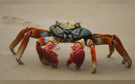 Yengeç Burçlarını Eğitim ve Aşkta Büyük Dönüşümler Bekliyor: 14 Mayıs Günlük Yorumu