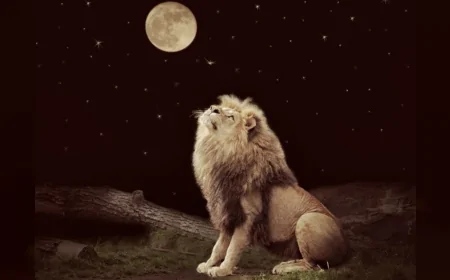 Aslan Burçları İçin Maddi ve Duygusal Dengelerin Ön Plana Çıktığı Bir Gün