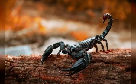 Akrep Burçlarını 21 Mayıs’ta Derin Sezgiler ve Eğitim Odaklı Bir Gün Bekliyor