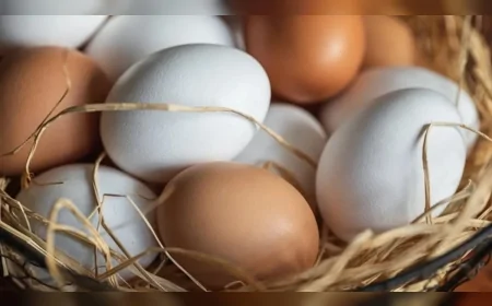 Yumurtaları Yatay Konumda Saklamak Çatlama İhtimalini Azaltıyor: Bilimsel Araştırma