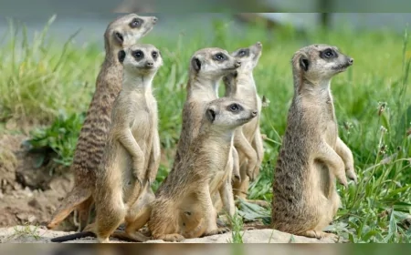 Popülasyonlar Neden Patlar veya Yok Olur: Sineklerden Yola Çıkan Kaotik Gerçek