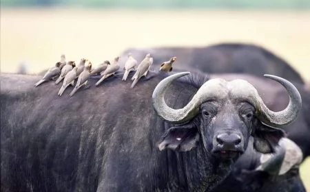 Türler Nasıl Tanımlanıyor: Bilim İnsanlarının Onlarca Yıllık Tür Tanımı Mücadelesi