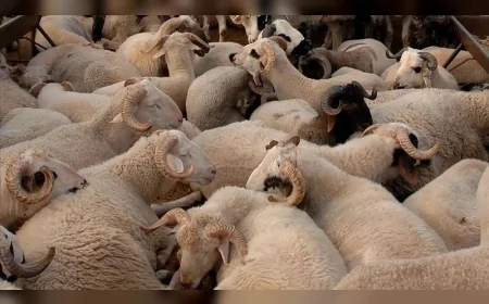 Kurbanlık fiyatları netleşti: 2025'te dana 250 bin TL'ye, koyun 16 bin TL'ye kadar çıkıyor