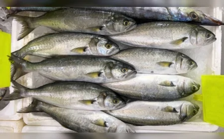 İstanbul’da balık fiyatları tavan yaptı: Çinekop kilosu 700 TL’ye kadar çıktı