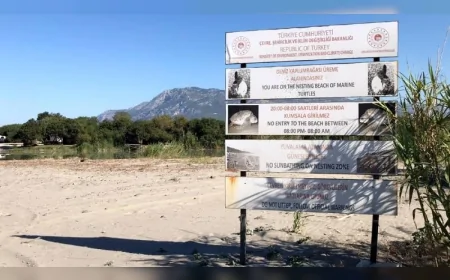 Akdeniz sahillerine gece girişi yasaklandı: Kaplumbağa yuvalarını ihlal edenlere 557 bin TL ceza