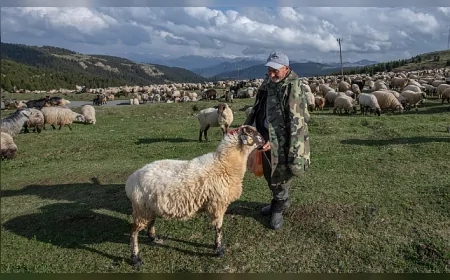 Yaylalar yeniden çobanlarla doldu: 'İstediğimiz yere korkusuzca gidebiliyoruz'