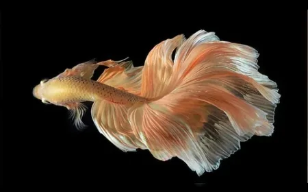 Balık Burcu 23 Mayıs’ta Cömertlik Testinden Geçiyor: Maddi Dengeyi Kurmak Zorunda