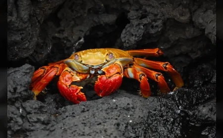 Yengeç Burcuna 23 Mayıs’ta Maddi Sürpriz ve Kalp Çarpıntısı Yaşatacak Gelişmeler