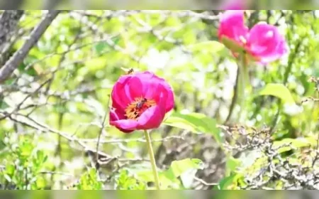 Cehrilik Lalesi'ni koparan yandı: 557 bin lira ceza doğa severleri uyardı