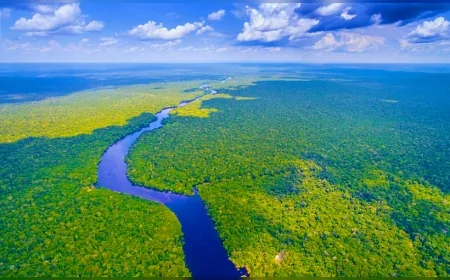 Amazon Ormanı yalnızca nefes aldırmıyor: Gezegenin biyolojik kalbi burada atıyor