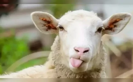 Kurban Bayramı tatili resmen açıklandı: Kamuya 5,5 günlük izin verildi