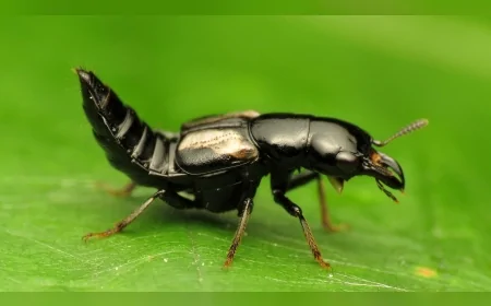 Her Zıplayan Evrimleşmez: Evrim Olması İçin Hangi Şartlar Gereklidir?