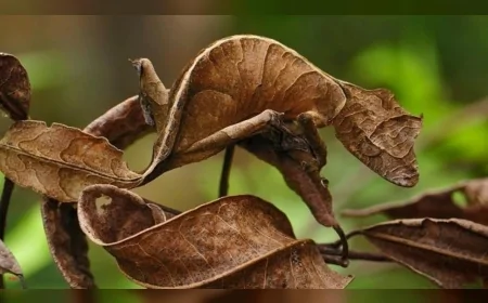 Görür Görmez Uzaklaşmanız Gereken O Hayvanlar: Dakikalar İçinde Öldürüyorlar