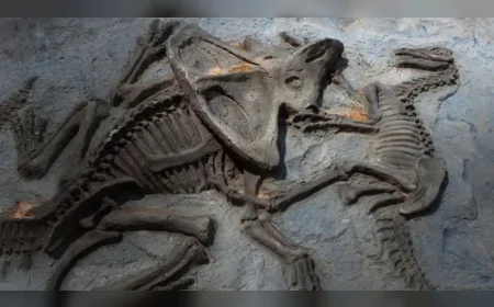 Türkiye'de neden hiç dinozor fosili bulunamıyor? Bilimsel gerekçeler açıklandı