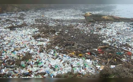 Plastiklerdeki 'Gizli Tehlike': Milyonlarca Ölümle Bağlantılı Kimyasal Gündemde