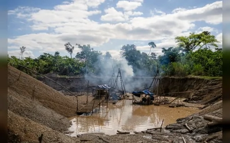 Amazon Ormanlarında Altın İçin Yakılan Cıvanın İzini Ağaçlar Ortaya Koydu