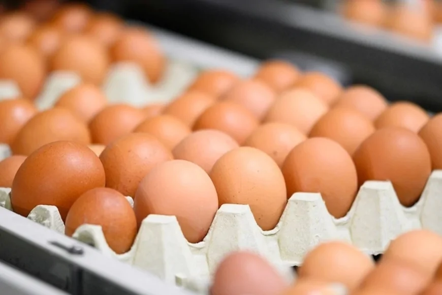 Kahverengi yumurtalar Avrupa’dan siliniyor: Üretim kısıtlaması gündemde
