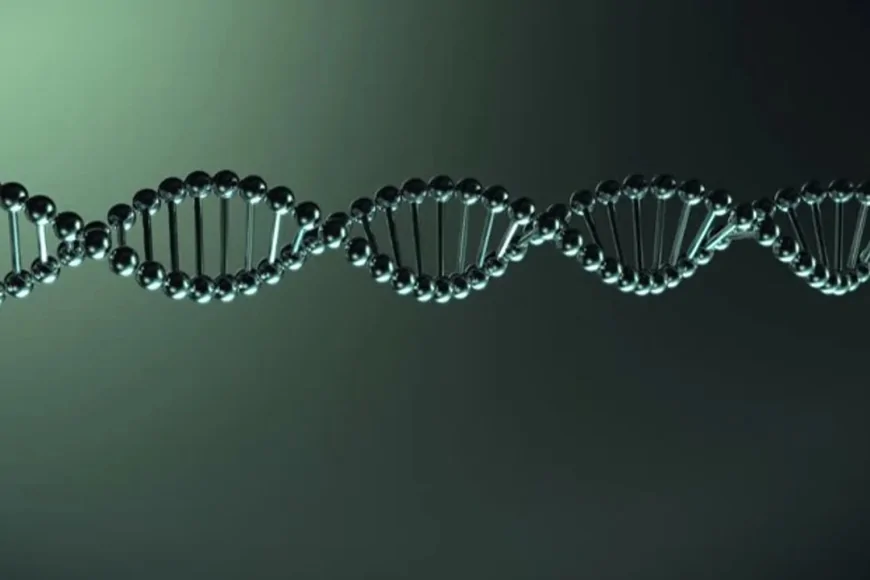 İnsan DNA'sının Uzunluğu Şaşırtıyor: Hücre Başına 2 Metre Genetik Bilgi