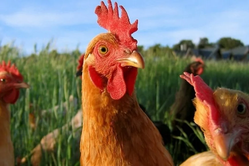 Tavuk ve küçükbaş hayvan yetiştiriciliğinde başarı için kritik ipuçları