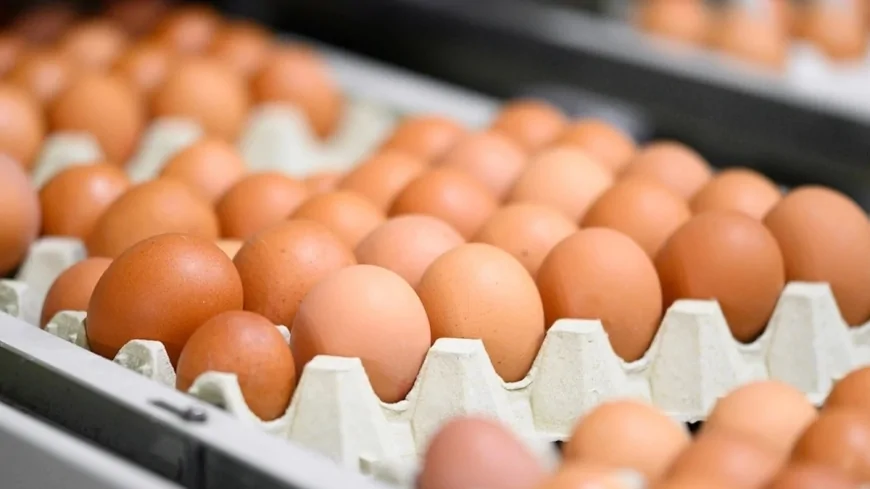 Kahverengi yumurtalar Avrupa’dan siliniyor: Üretim kısıtlaması gündemde
