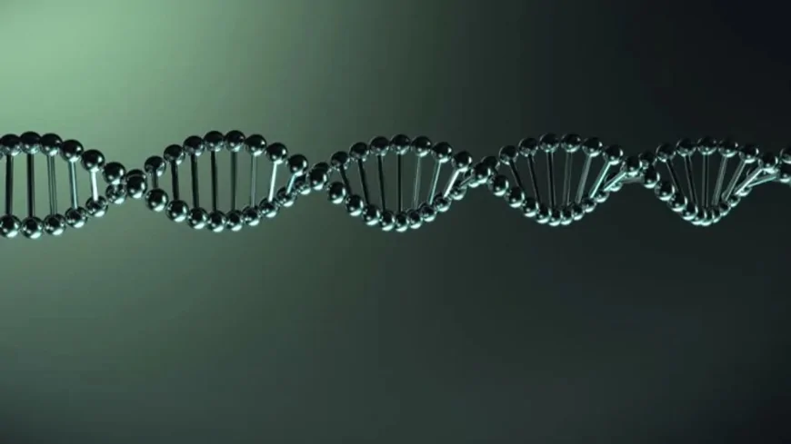 İnsan DNA'sının Uzunluğu Şaşırtıyor: Hücre Başına 2 Metre Genetik Bilgi