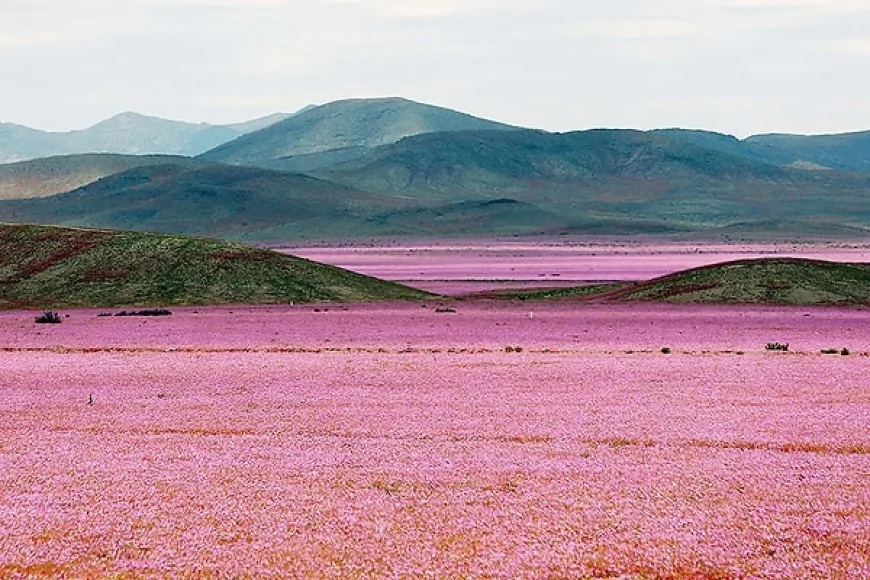 Yüzlerce Yıldır Yağmur Düşmeyen Atacama Çölü, Dünya’nın En Kurak Noktası