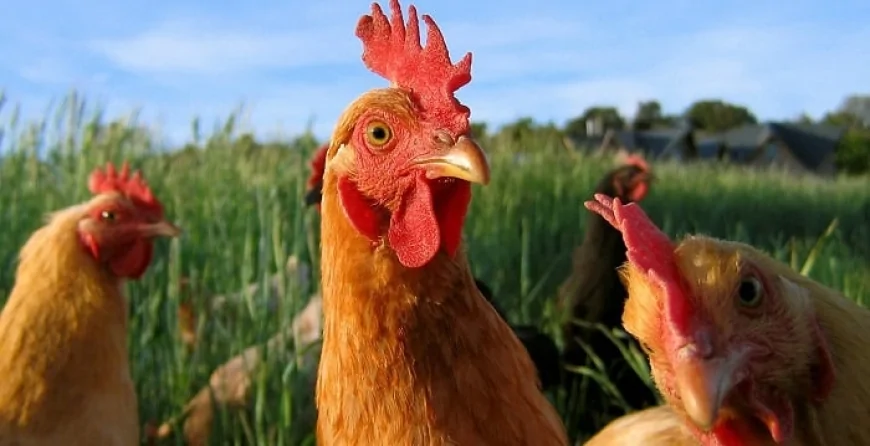 Tavuk ve küçükbaş hayvan yetiştiriciliğinde başarı için kritik ipuçları