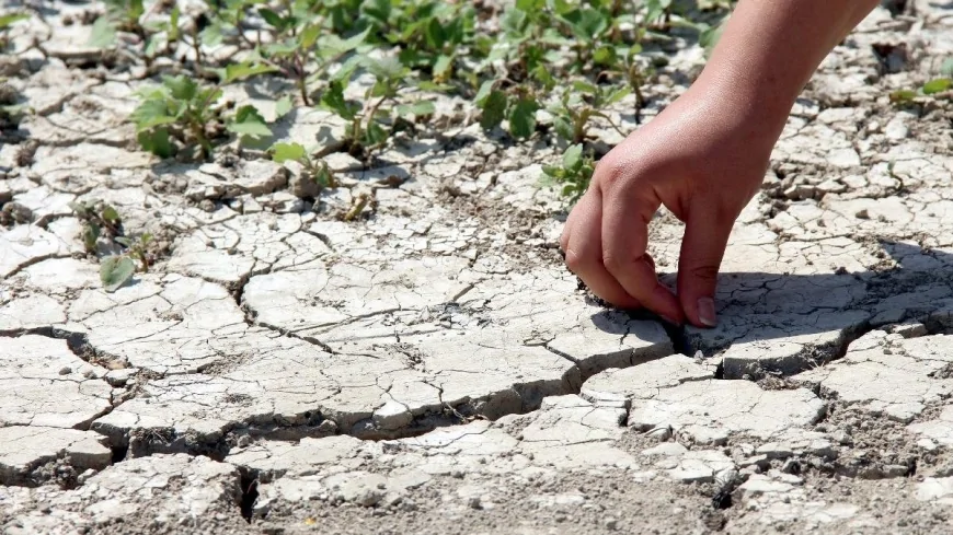 Kuraklık Tarımı Felç Etti: Hububat Veriminde Yüzde 40'a Varan Düşüş Alarmı