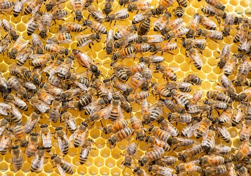 Küresel Isınma Arı Popülasyonunu Vuruyor: Türkiye’de Koloni Sayısı Azaldı