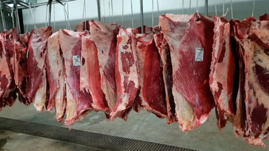 Et ve Süt Kurumu'ndan 11 bin besiciye 545 bin büyükbaş hayvan: Et arzı ve fiyat dengesi için dev adım