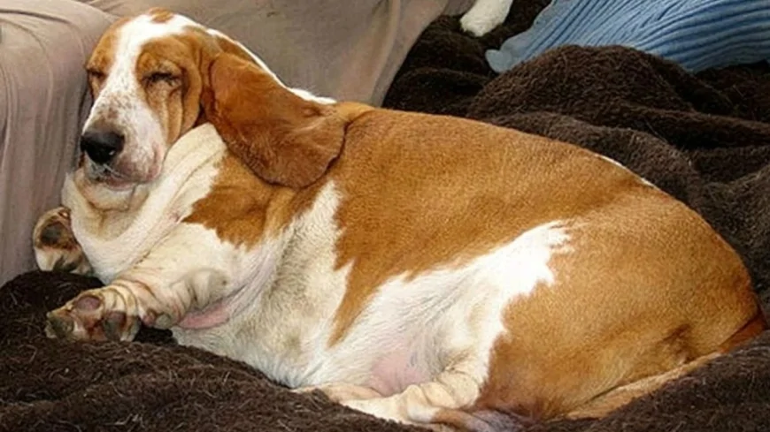 İnsanlardaki Obeziteyle Bağlantılı Genetik Riskler, Evcil Köpeklerde de Tespit Edildi