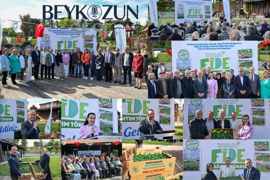 Beykoz Belediyesi’nden Çiftçiye Dev Destek: 1 Milyon 50 Bin Yazlık Fide Ücretsiz Dağıtıldı