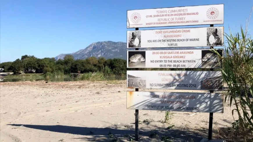 Akdeniz sahillerine gece girişi yasaklandı: Kaplumbağa yuvalarını ihlal edenlere 557 bin TL ceza