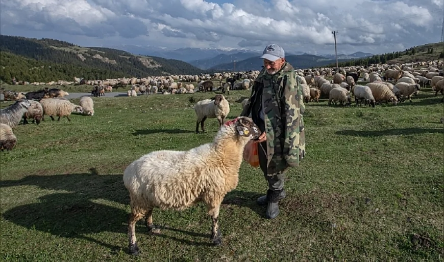 Yaylalar yeniden çobanlarla doldu: 'İstediğimiz yere korkusuzca gidebiliyoruz'
