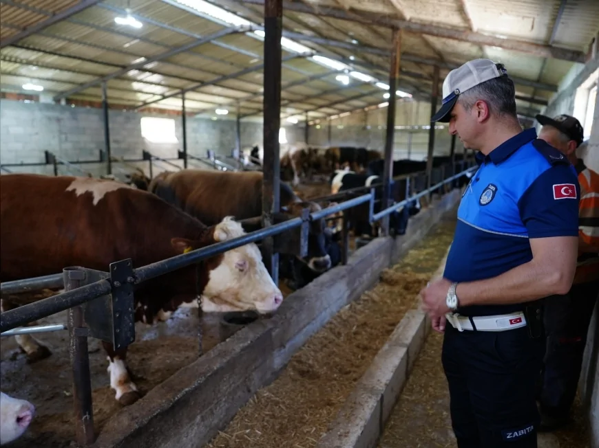 Kurbanlık Pazarları Mercek Altında: Düzce'de Bayram Öncesi Yoğun Denetim Başladı