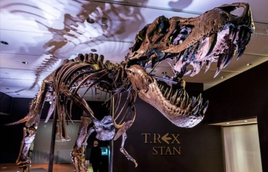 Bilim İnsanları T-Rex'in Çene Gücünü Hesapladı: Kütlesine Eşdeğer Bir Isırık Kuvveti Ortaya Çıktı