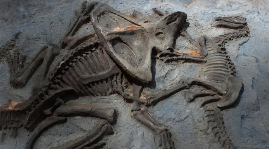 Türkiye'de neden hiç dinozor fosili bulunamıyor? Bilimsel gerekçeler açıklandı