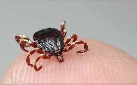 Keneyle Bulaşan Ölümcül Tehlike Yeniden Gündemde: KKKA Vakaları Takip Altında