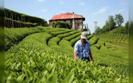 Rize’de çay üretimi durma noktasında: 'Fabrikalar çayı işleyemiyor'