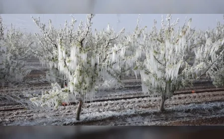Zirai donun vurduğu 13 il için kritik öneriler: Kayıt sistemi, sicil affı, faizsiz erteleme