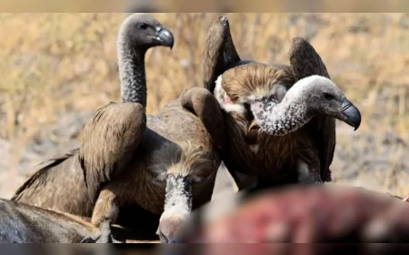 Tibet Budizmi’nde ölüler neden kuşlara bırakılıyor: Geleneksel gökyüzü defin ritüeli dikkat çekiyor