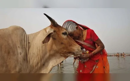 Hindu Tapınaklarında İnekler Serbestçe Dolaşabiliyor: Kutsal Sayılıyorlar
