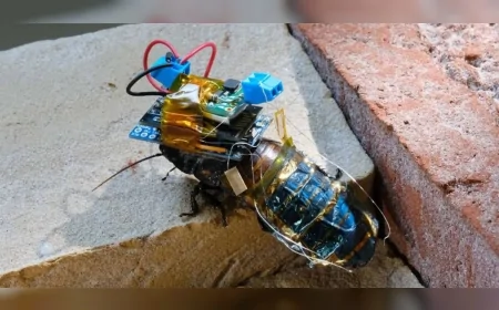 Gerçek böceklerden siborg kurtarma ekibi: Hamamböceklerine takılan mini kasklar görevde