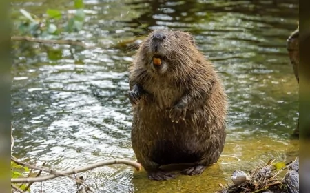 Eşine Ömür Boyu Sadık Kalan Hayvanlar: Eşleri Öldüğünde Yalnızlaşıyorlar, Yas Tutuyorlar