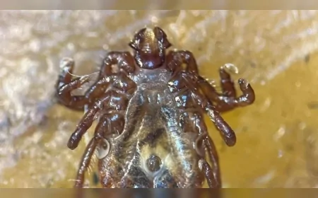 Türkiye’de İlk Kez Görüldü: Çin Menşeli İstilacı Kene Türü İnsan Sağlığını Tehdit Ediyor