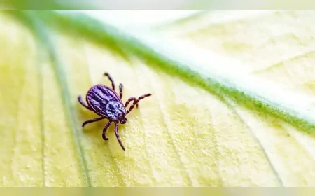 Keneler Tehlike Saçıyor: Bu Hataları Yapmayın, Hayati Risk Artıyor