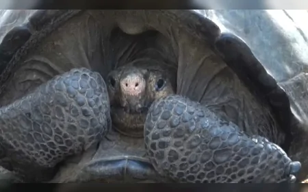 Vietnam'da efsanevi kırmızı tüy kaplumbağası 25 yıldır kayıp: Türün nesli tükendi mi?