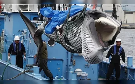 Bristol avcı balinası insan eliyle yok oldu: Büyük balina avcılığının kurbanı