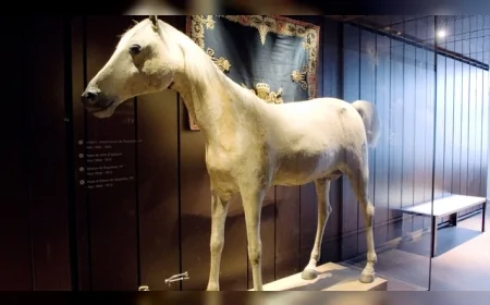 Avrupa'nın Son Vahşi Atı Tarpan 1909'da Neden Tamamen Ortadan Kayboldu?